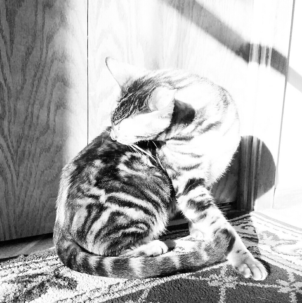 Meet your Posher, Laura