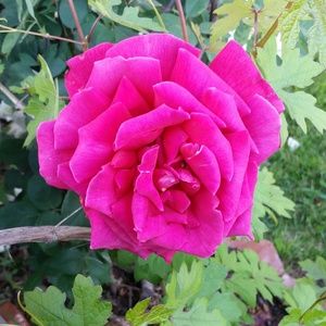 Meet your Posher, Marlene