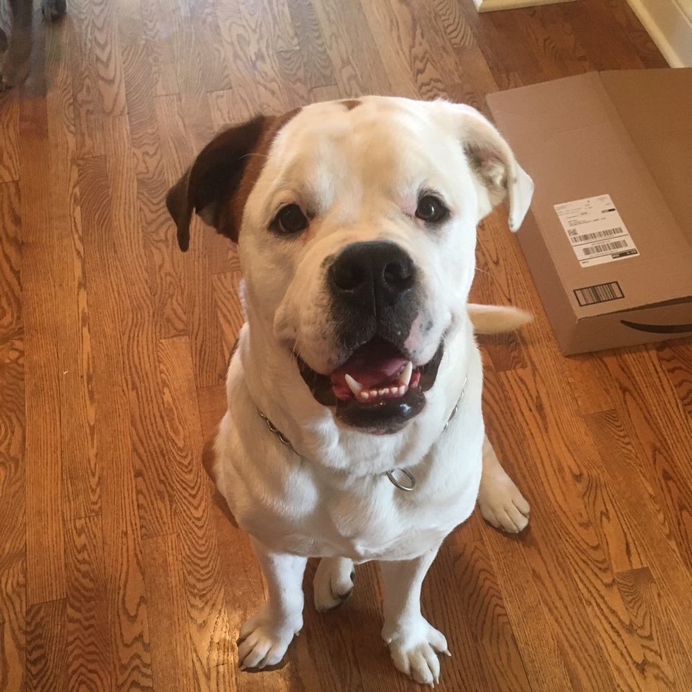 Meet your Posher, Amy