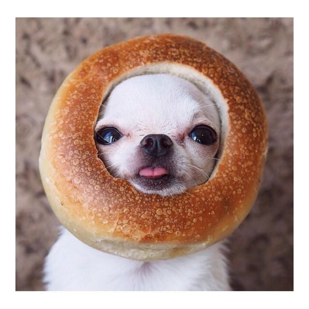 Meet your Posher, Genesis