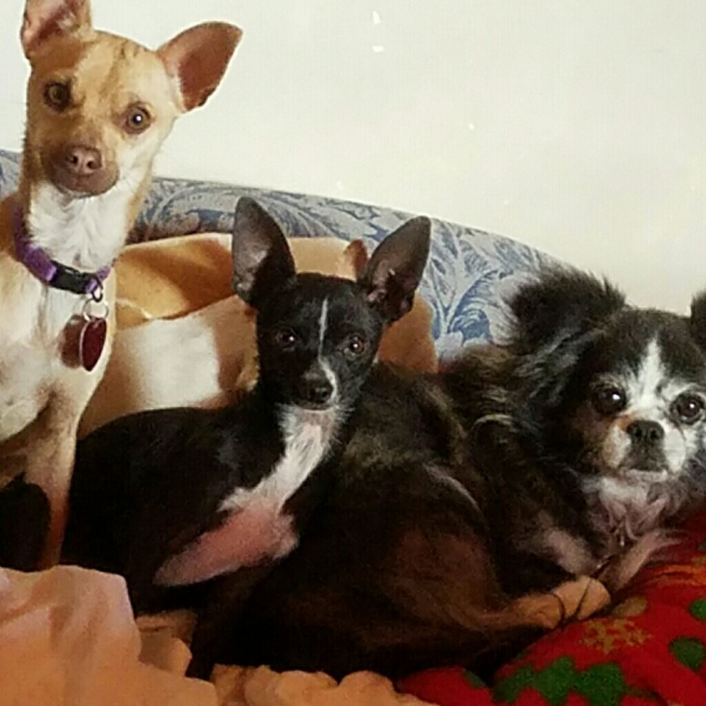 MY FOSTERS