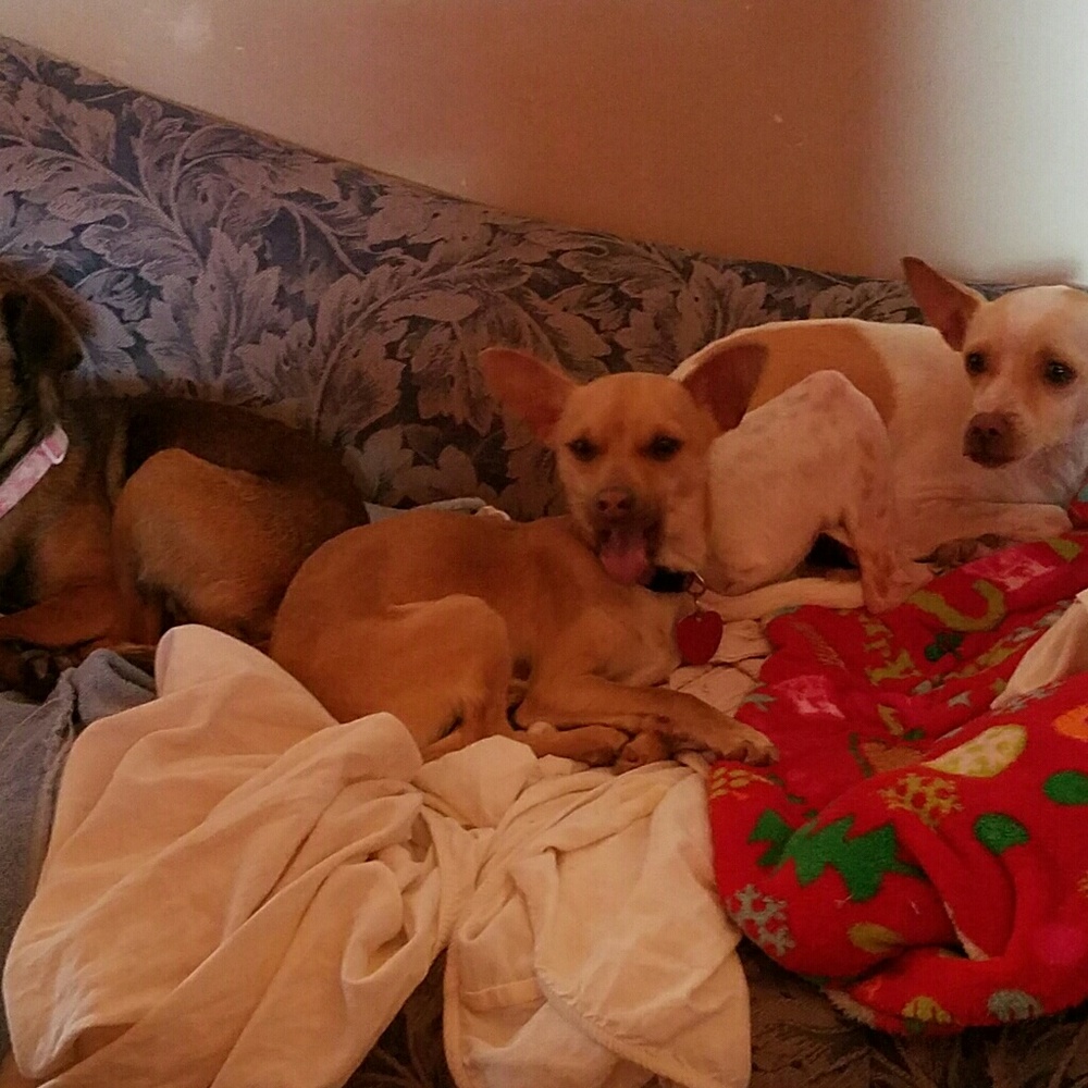 MY FOSTERS - Picture 2 of 4