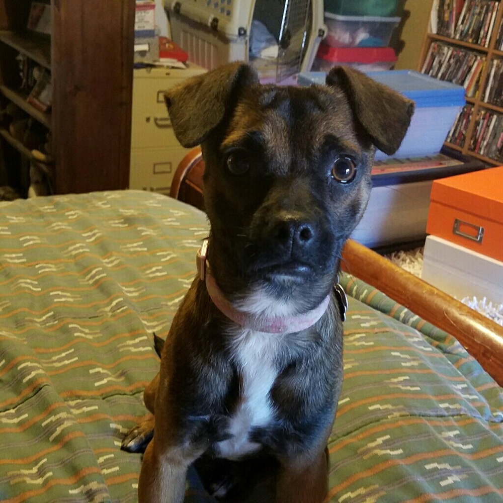 MY FOSTERS - Picture 3 of 4