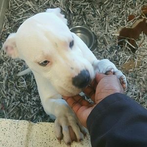 Meet your Posher, Al