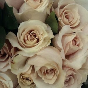 Meet your Posher, Jenni