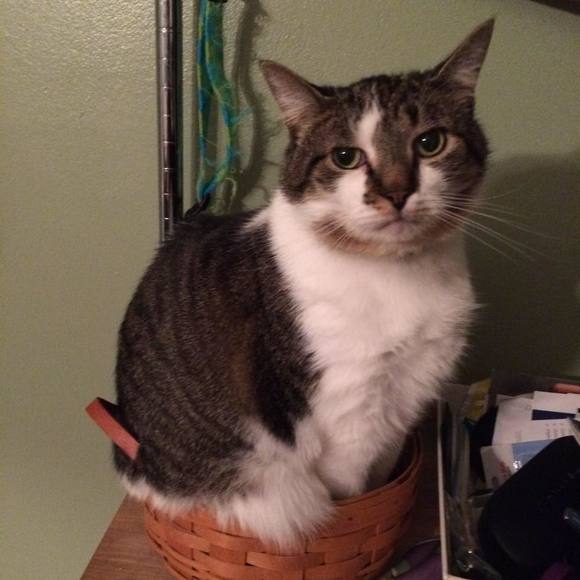 Meet your Posher, Lynn - Picture 1 of 1