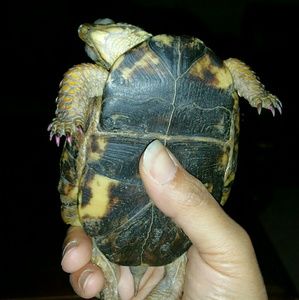 Meet your Posher, Misty