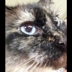 Meet your Posher, Debi