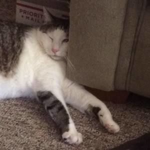 Meet your Posher, Joyce