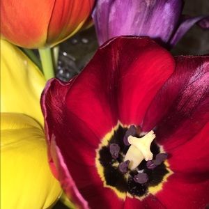 Meet your Posher, Anna