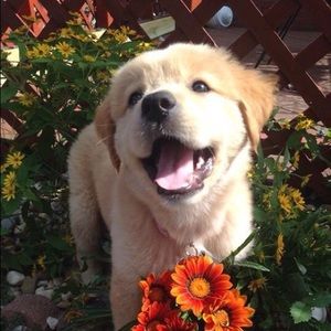 Meet your Posher, Sunshine