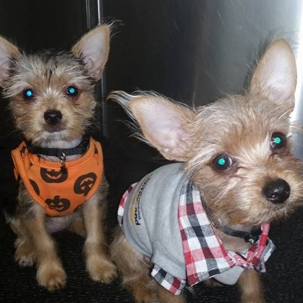 Meet your Posher, Wendy