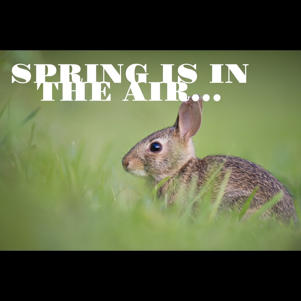SPRING IS HERE! FLOWERS ARE IN BLOOM ...