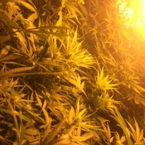 Meet your Posher, Collin