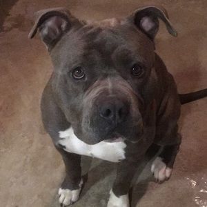 Meet your Posher, Frank