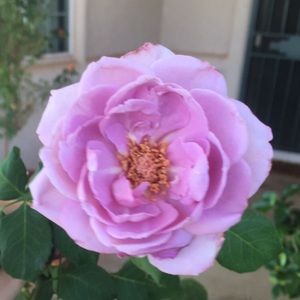 Meet your Posher, Evelyn