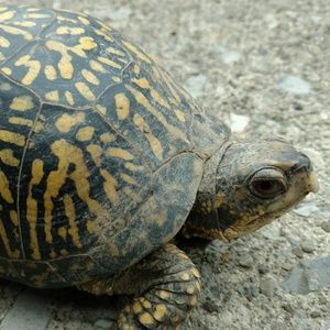 Meet your Posher, Jean