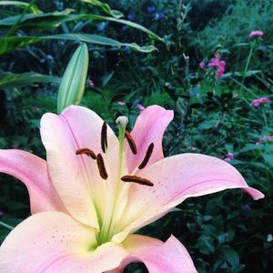 Meet your Posher, Dakota