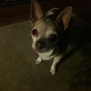 Meet your Posher, Nora