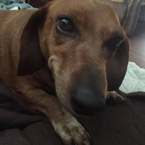 Meet your Posher, Shellene