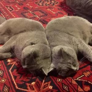 Meet your Posher, Harley