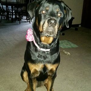 Meet your Posher, Shannon