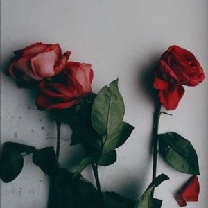 Meet your Posher, Kaylee