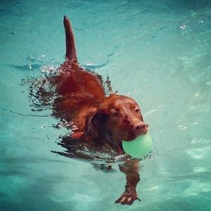 Meet your Posher, Parris