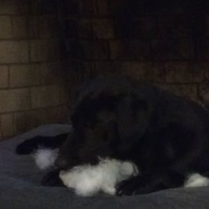 Meet your Posher, Libby