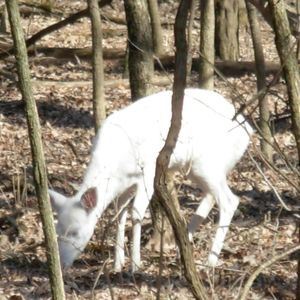 Meet your Posher, Judy