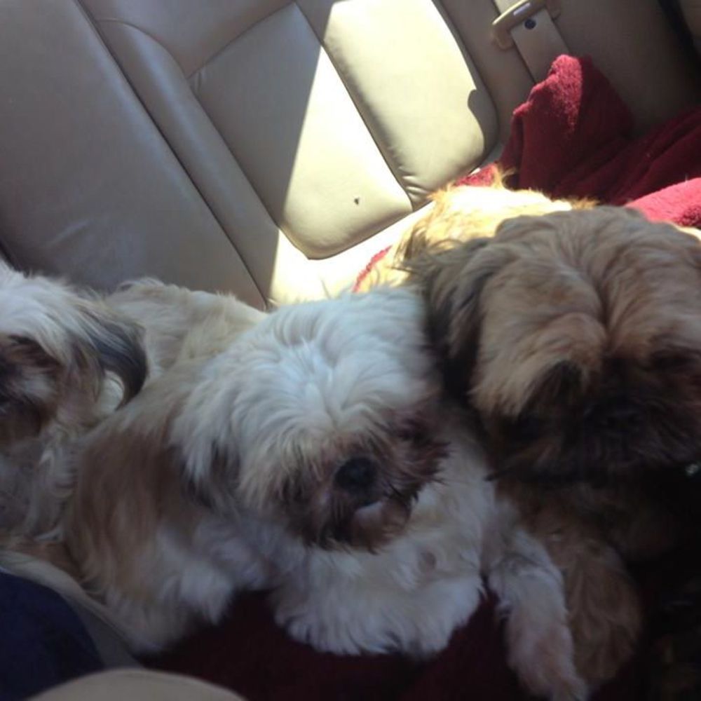 Meet your Posher, Sonnett