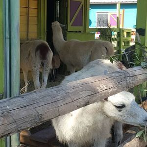 Meet your Posher, Nelson