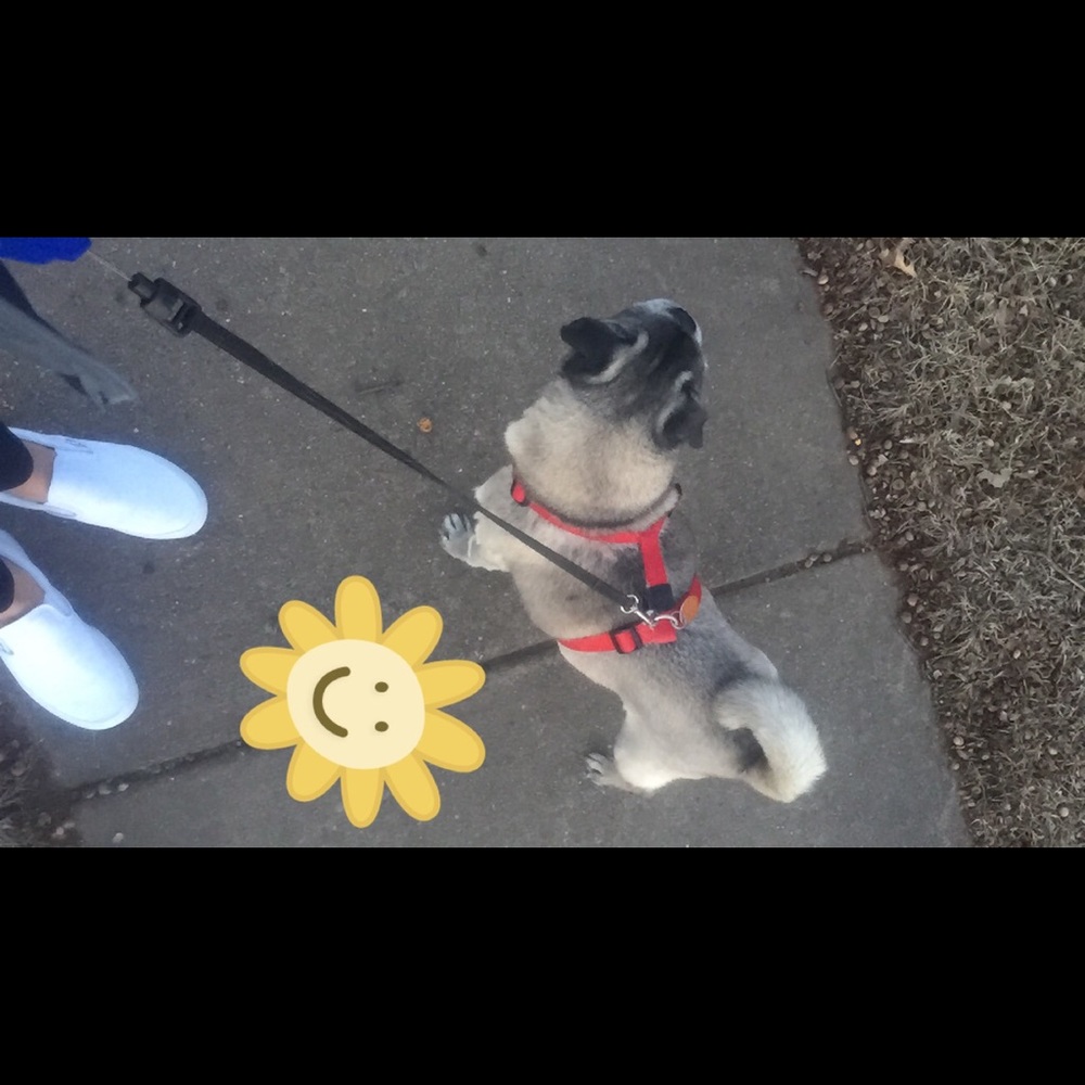 Meet your Posher, Abigail