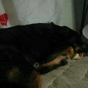 Meet your Posher, Sam