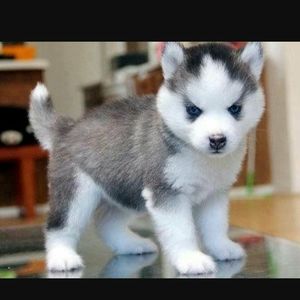 Meet your Posher, Dianne