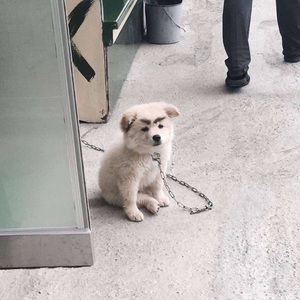 Meet your Posher, Alanis