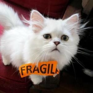 Meet your Posher, Libby