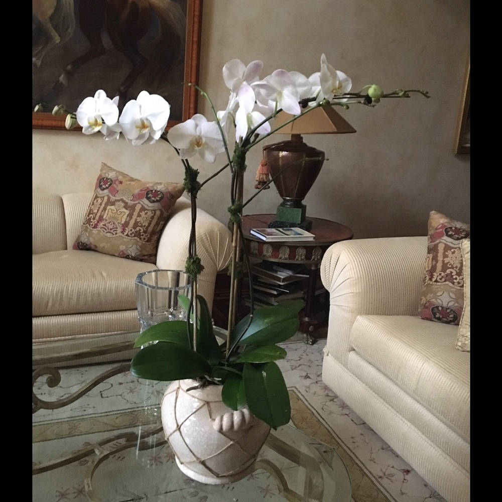 Meet your Posher, Eva