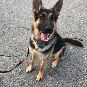 Meet your Posher, Cole