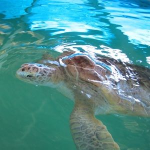 Meet your Posher, Jag