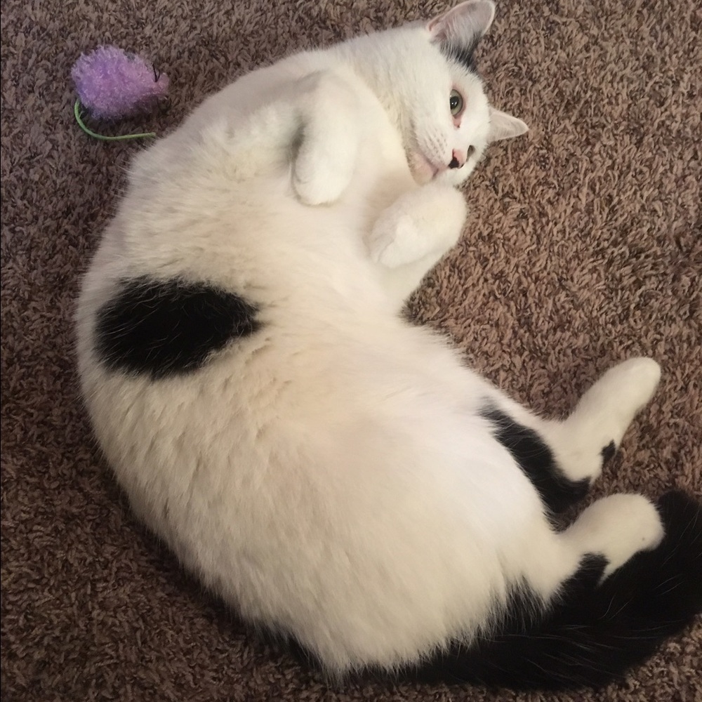 Meet your Posher, Allison