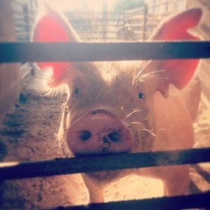 Meet your Posher, Lizette