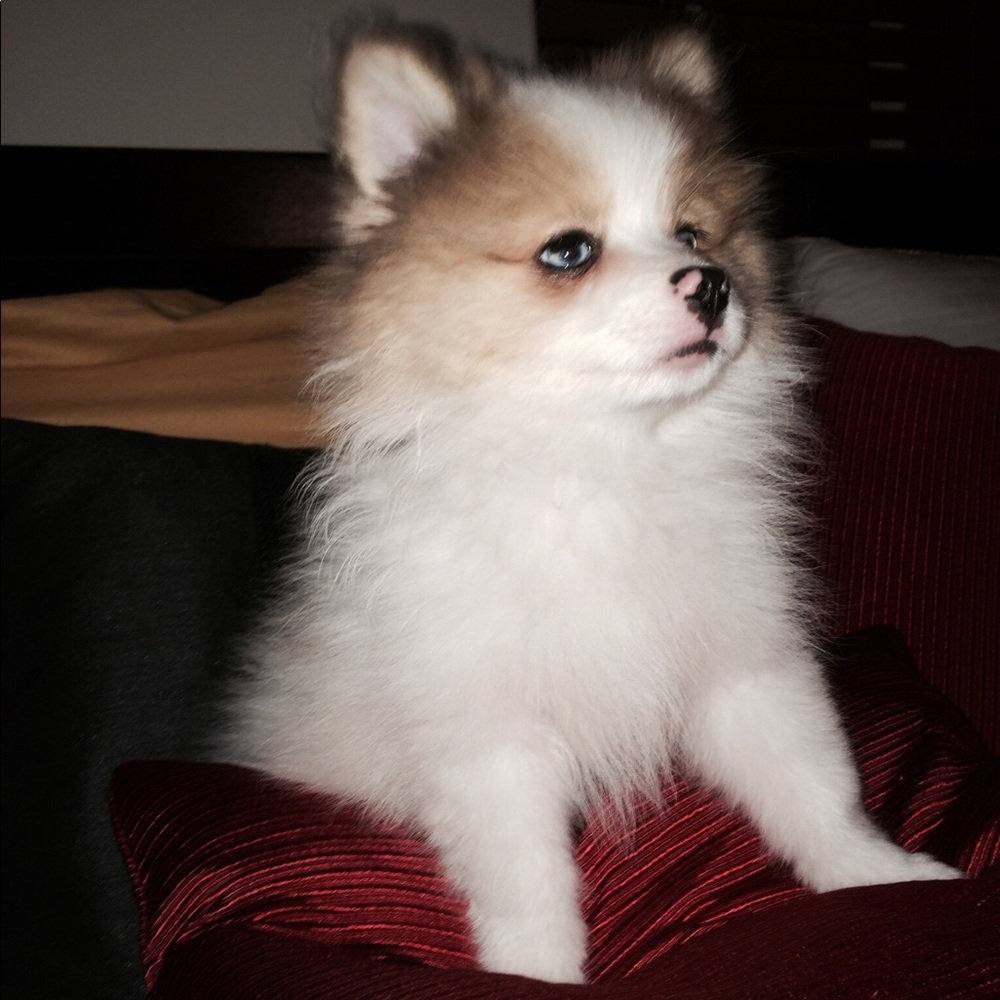 Meet your Posher, Diana