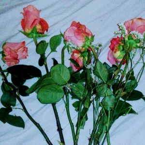 Meet your Posher, Alice