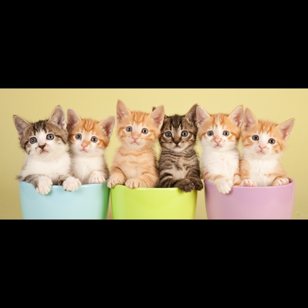 Meet your Posher, Mimie