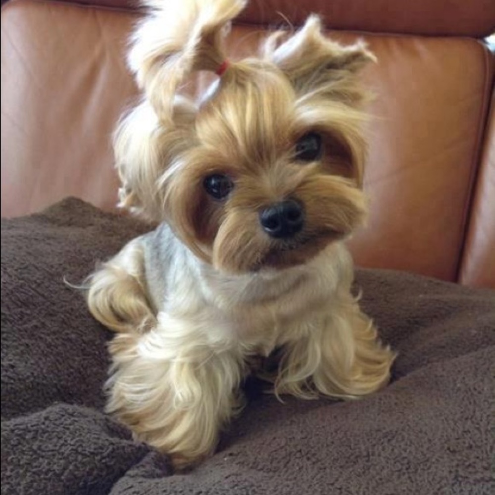 Meet your Posher, Evelyn