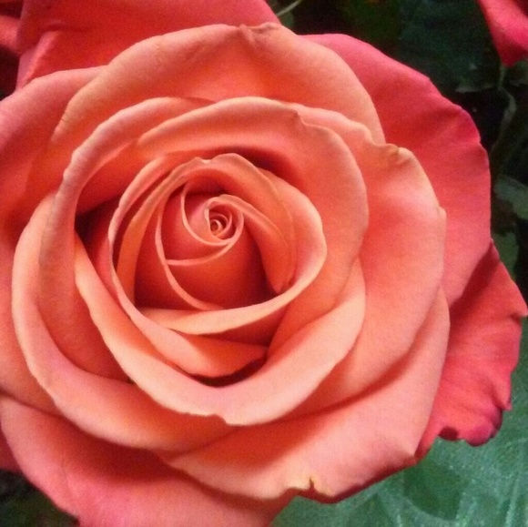 Meet your Posher, Dondi - Picture 1 of 1