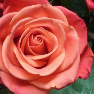 Meet your Posher, Dondi