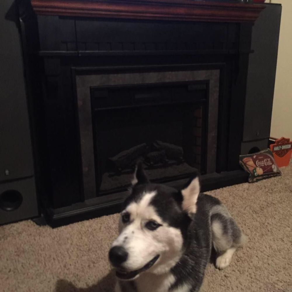 Meet your Posher, Gavin