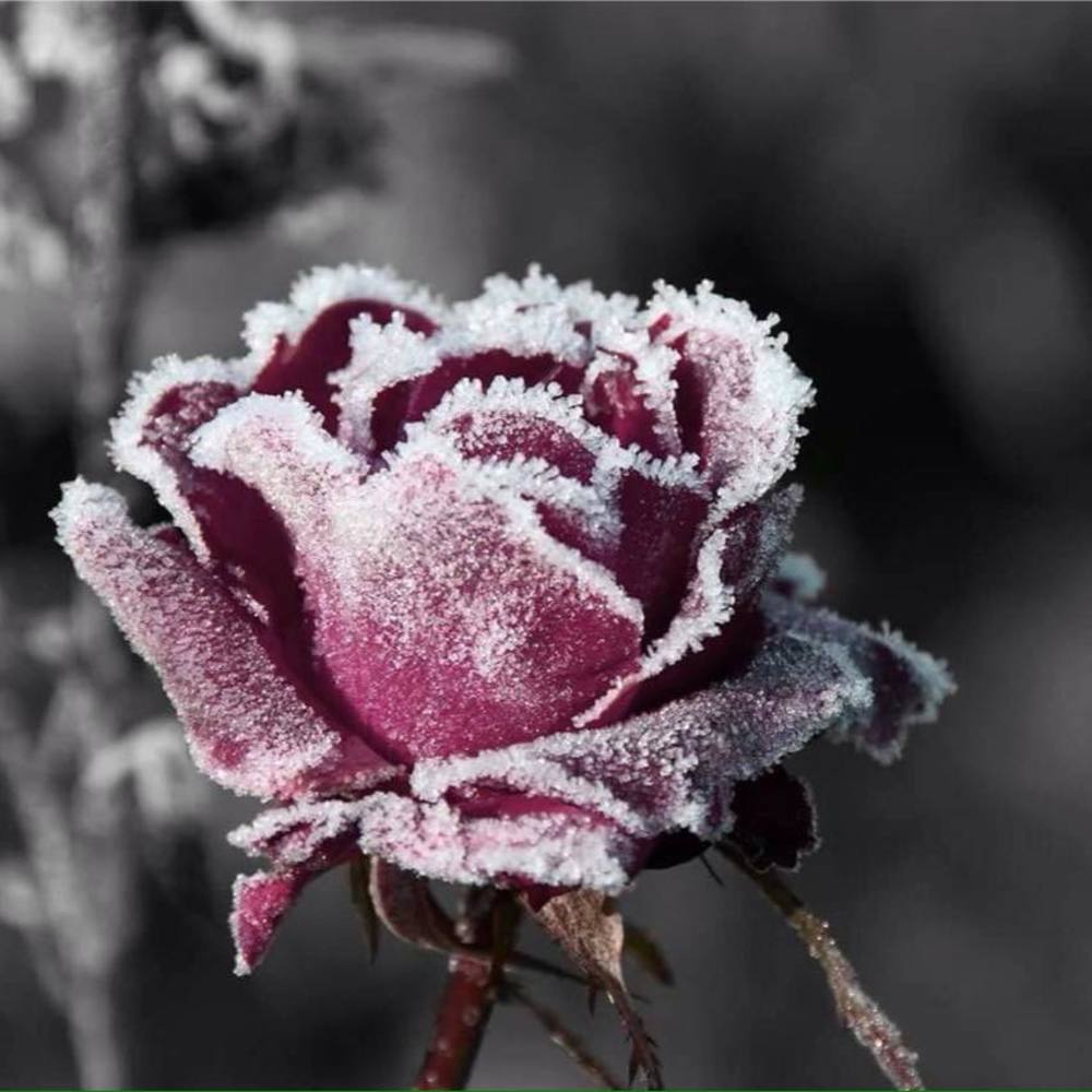 Meet your Posher, Victoria